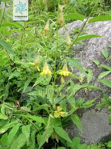 總序黃鶴菜