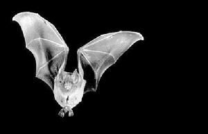 蝙蝠可以傳播狂犬病毒
