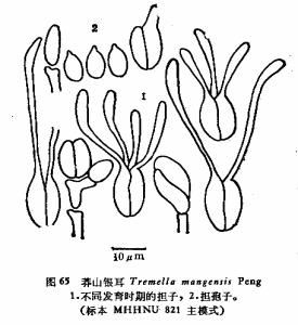 莽山銀耳