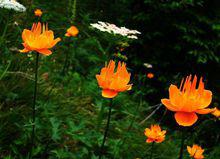 毛茛科金蓮花 Trollius chinensis