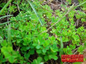 三點金草