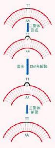 DNA 損傷修復學說