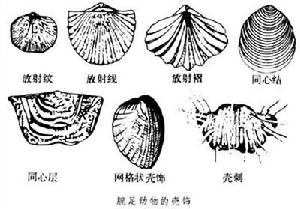 腕足動物門（化石）