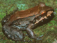 五趾細趾蟾Leptodactylus pentadactylus