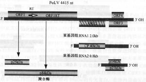 綠蘿病毒屬