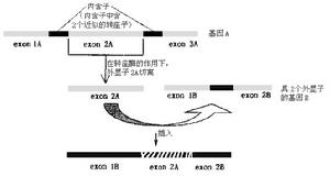 外顯子