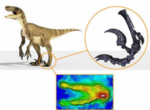 恐爪龍類復原圖，腳部骨骼，以及永靖馳龍足跡的3D圖片