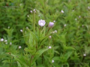 小花柳葉箬