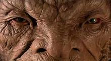 face of the boe