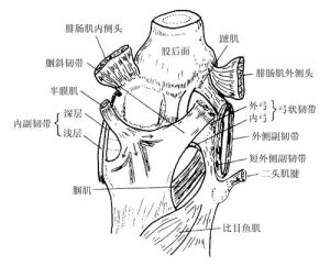 膝後側結構