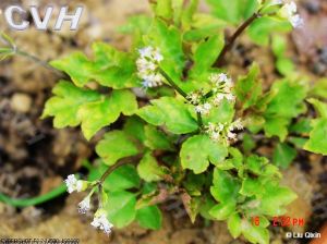 薄片變豆菜