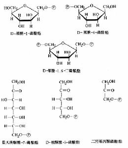 糖磷酸酯