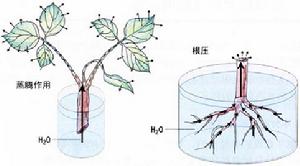 根系吸水