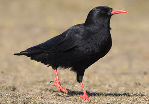 紅嘴山鴉 Pyrrhocorax pyrrhocorax