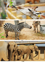 西霞口野生動物園