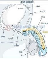 慢性前列腺