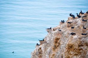 青海湖鳥島