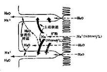 相關分子式