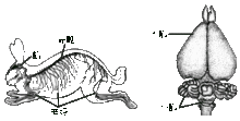 家兔的神經系  和　家兔的腦