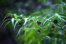 萬壽竹[百合科萬壽竹屬植物]