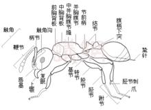 螞蟻的結構示意圖（圖片來源、圖片著作權：中國蟻網）