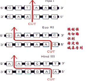 限制性內切核酸酶