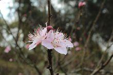 虎峰山桃花節