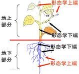 功能形態學