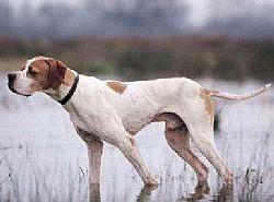 Pointer (dog breed)