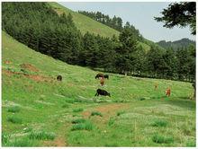 黃羊川石門峽夏季景色