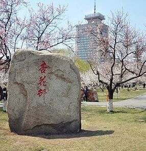 杏花公園