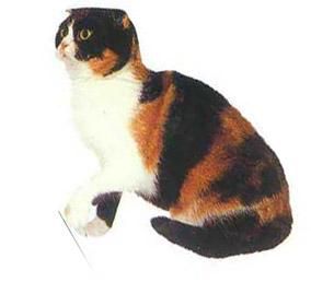 蘇格蘭玳瑁色貓