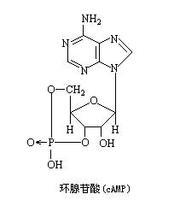 環腺苷