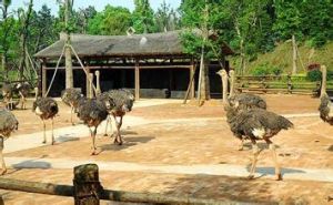 長沙動物園鴕鳥園