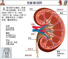人體腎臟解剖圖