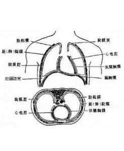 胸膜增厚