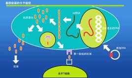 DNA疫苗[某種專門組分的裸露DNA編碼的疫苗]