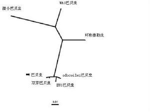 （圖）種系發生樹