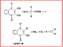 茚三酮反應第一步