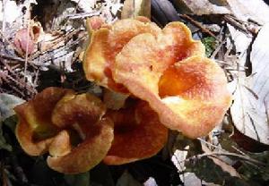 Cantharellus lateritius