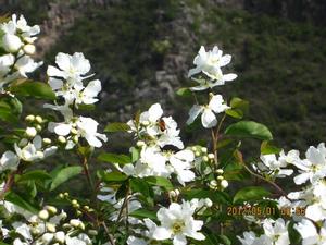 龍柏芽