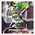 蘋果按樹 蘋果按樹