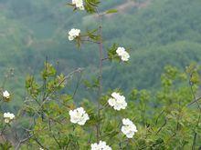 麥子山 夏景