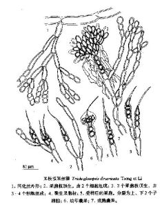 叉枝擬果絲藻