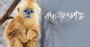 Born in China[陸川執導野生動物題材電影]