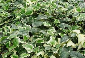 Hedera