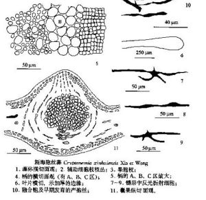 新海隱絲藻