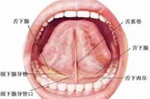 舌系帶