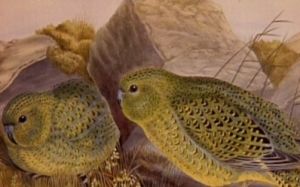 Night parrot