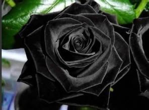 黑玫瑰[植物]